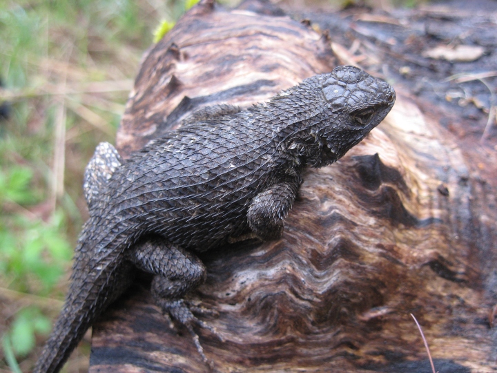 Western Fence Lizard